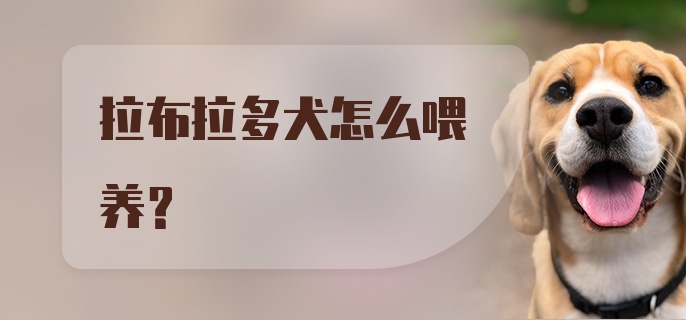 拉布拉多犬怎么喂养？