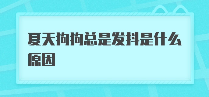 夏天狗狗总是发抖是什么原因