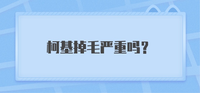 柯基掉毛严重吗？