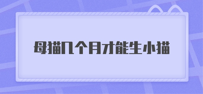 母猫几个月才能生小猫