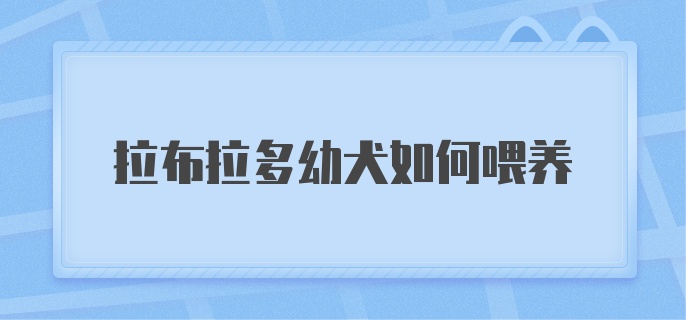 拉布拉多幼犬如何喂养