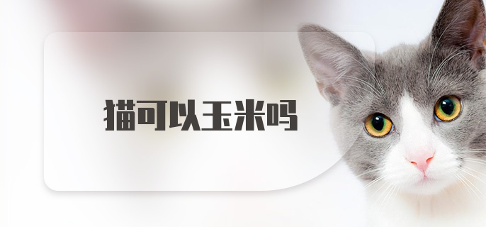 猫可以玉米吗