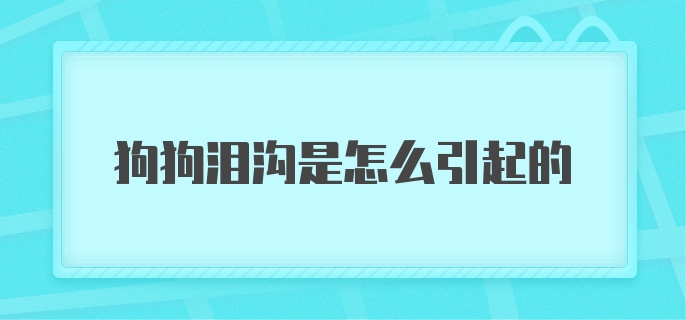 狗狗泪沟是怎么引起的