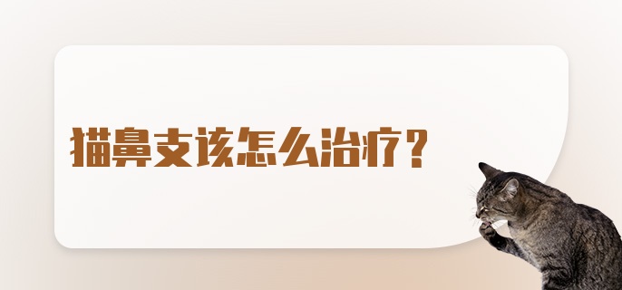 猫鼻支该怎么治疗？