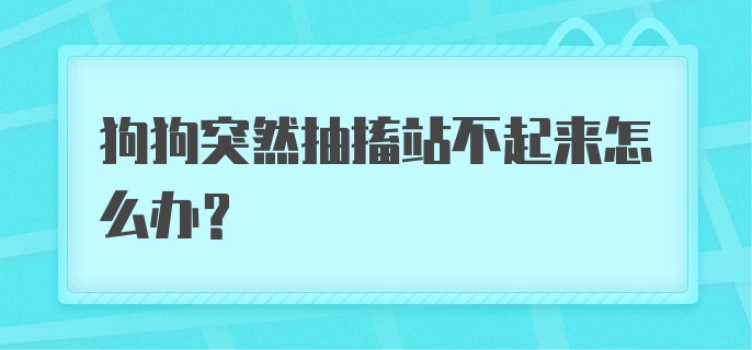 狗狗突然抽搐站不起来怎么办？