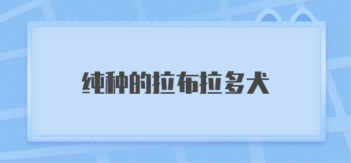 纯种的拉布拉多犬