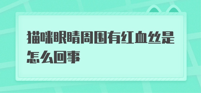 猫咪眼睛周围有红血丝是怎么回事