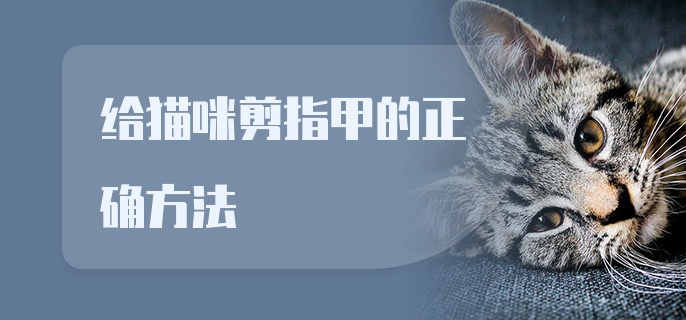 给猫咪剪指甲的正确方法