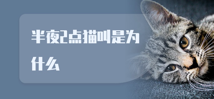 半夜2点猫叫是为什么