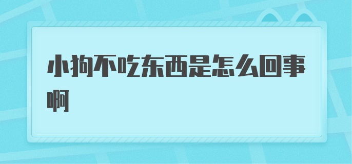 小狗不吃东西是怎么回事啊