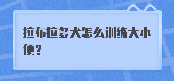 拉布拉多犬怎么训练大小便？