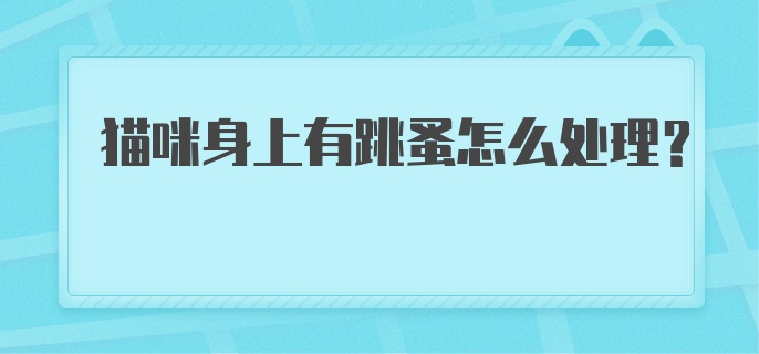 猫咪身上有跳蚤怎么处理？