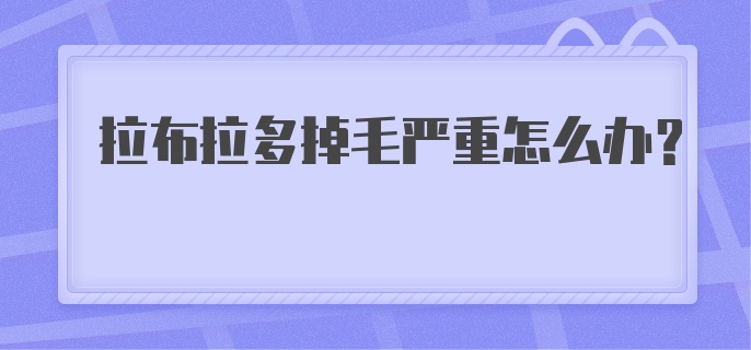 拉布拉多掉毛严重怎么办？