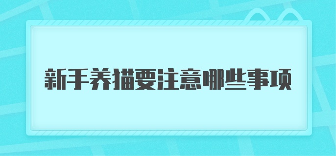 新手养猫要注意哪些事项