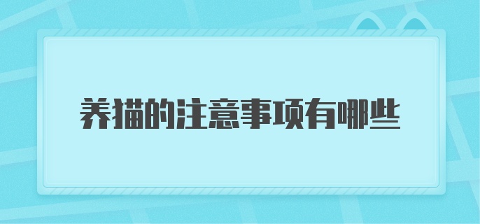 养猫的注意事项有哪些