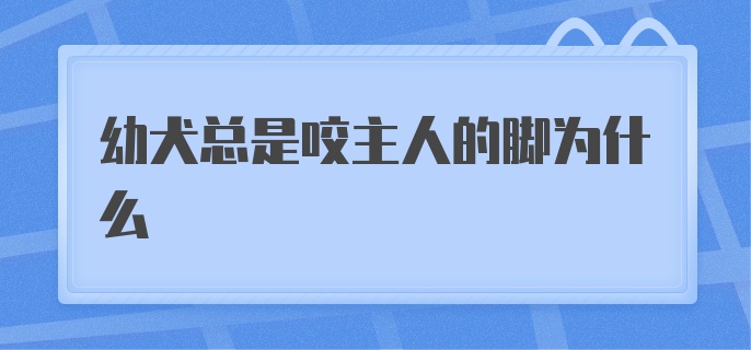 幼犬总是咬主人的脚为什么