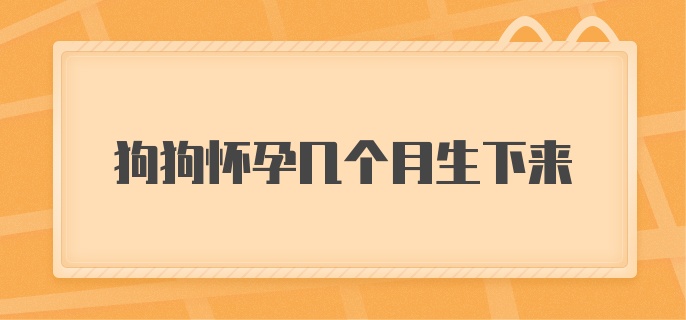 狗狗怀孕几个月生下来