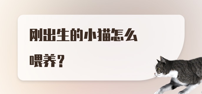 刚出生的小猫怎么喂养？