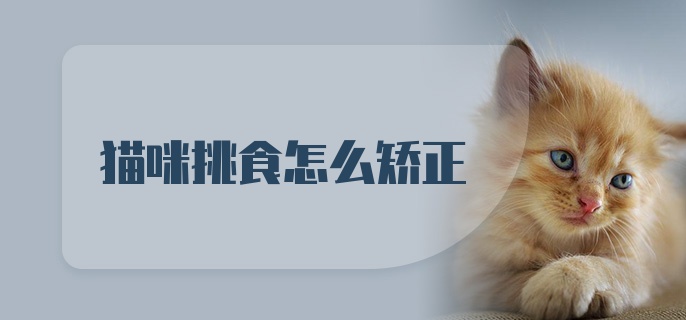 猫咪挑食怎么矫正