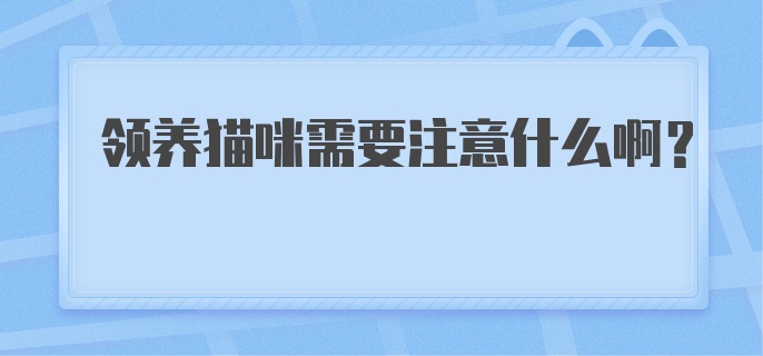 领养猫咪需要注意什么啊？