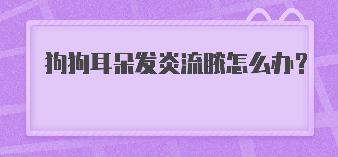 狗狗耳朵发炎流脓怎么办？