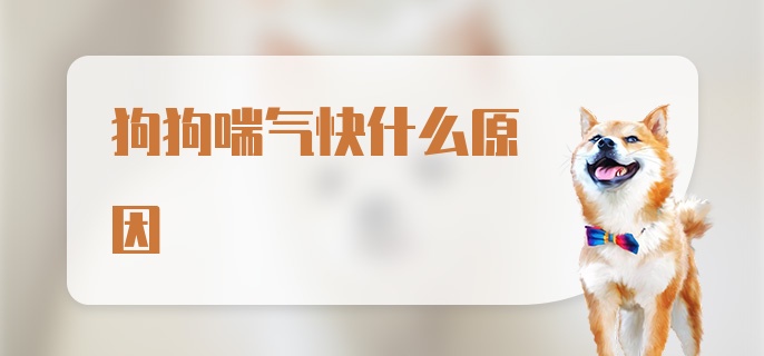 狗狗喘气快什么原因