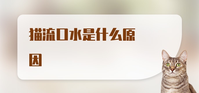 猫流口水是什么原因