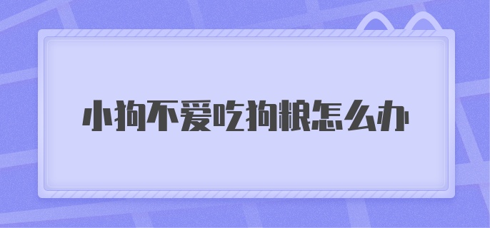 小狗不爱吃狗粮怎么办