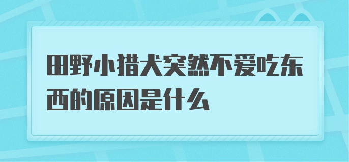 田野小猎犬突然不爱吃东西的原因是什么