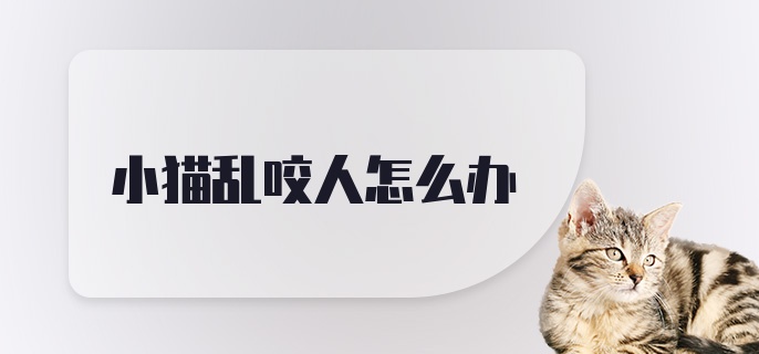 小猫乱咬人怎么办