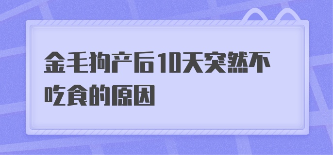 金毛狗产后10天突然不吃食的原因