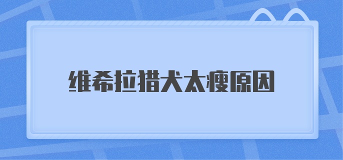 维希拉猎犬太瘦原因