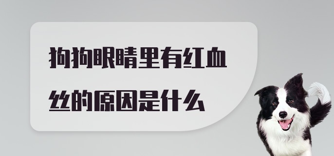 狗狗眼睛里有红血丝的原因是什么