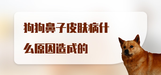 狗狗鼻子皮肤病什么原因造成的