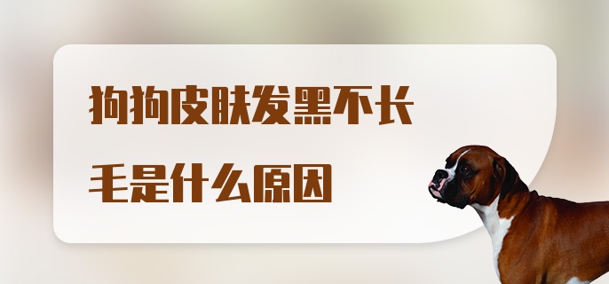 狗狗皮肤发黑不长毛是什么原因