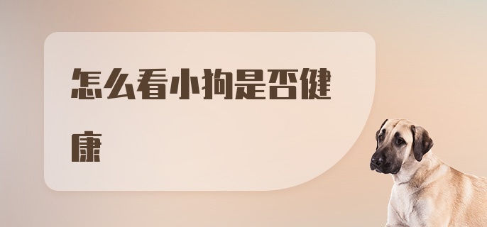 怎么看小狗是否健康