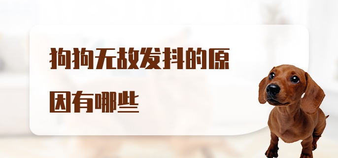 狗狗无故发抖的原因有哪些