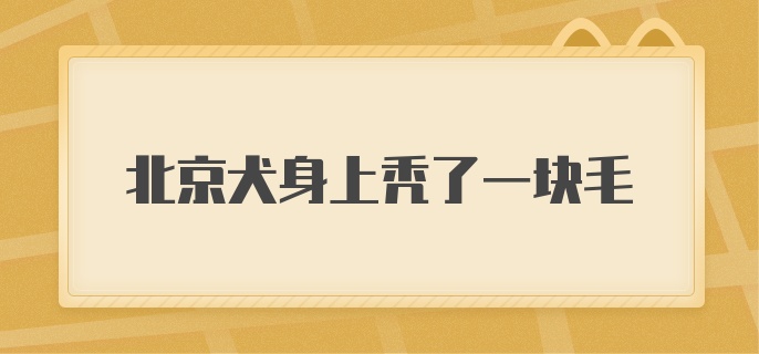 北京犬身上秃了一块毛