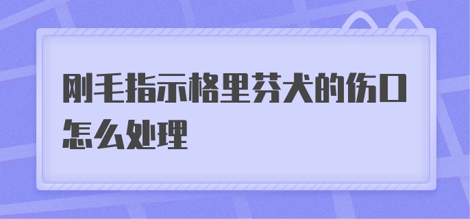 刚毛指示格里芬犬的伤口怎么处理