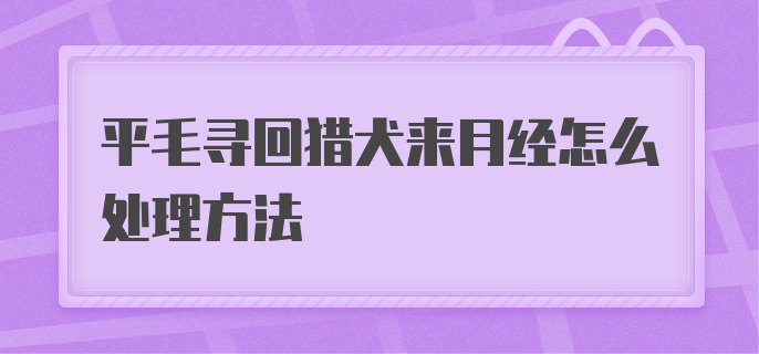 平毛寻回猎犬来月经怎么处理方法