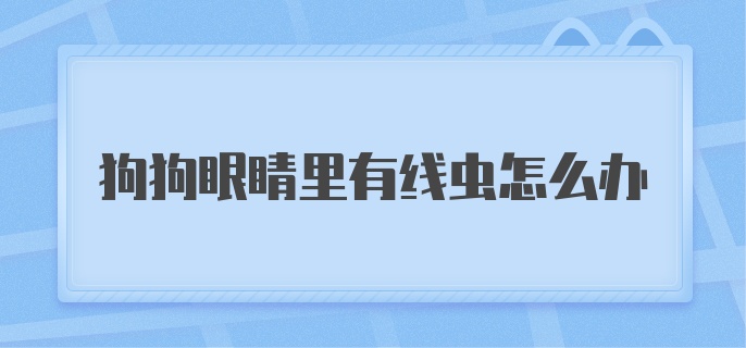 狗狗眼睛里有线虫怎么办啊？