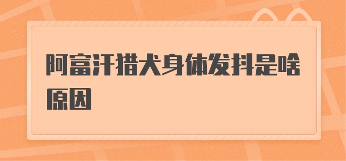 阿富汗猎犬身体发抖是啥原因