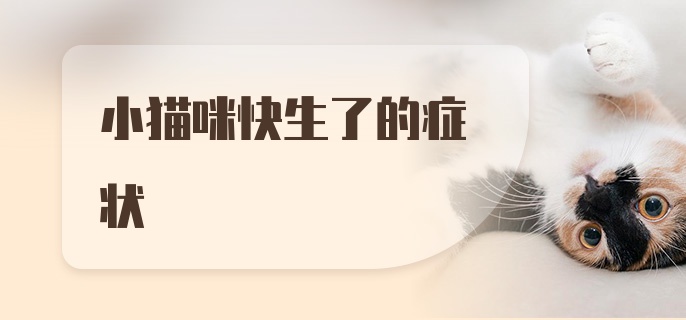 小猫咪快生了的症状