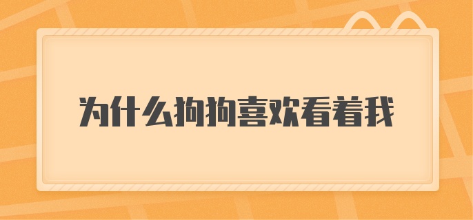 为什么狗狗喜欢看着我