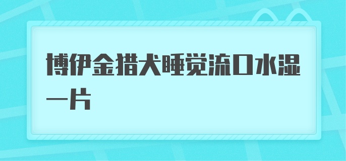 博伊金猎犬睡觉流口水湿一片