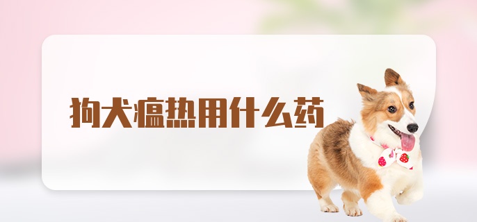 狗犬瘟热用什么药