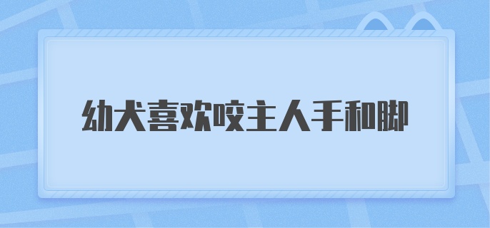 幼犬喜欢咬主人手和脚