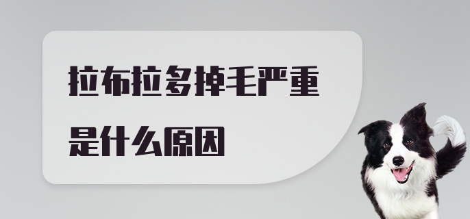 拉布拉多掉毛严重是什么原因