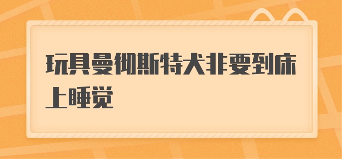 玩具曼彻斯特犬非要到床上睡觉