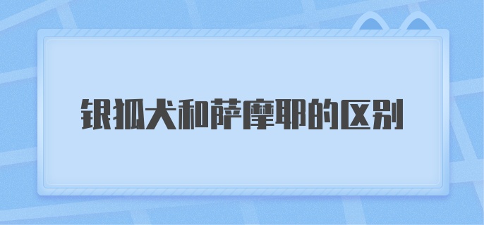 银狐犬和萨摩耶的区别